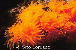 Corals - Astroides calycularis by Vito Lorusso 